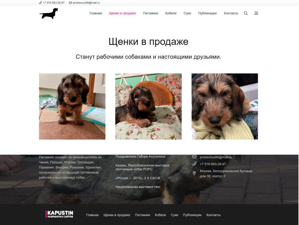 Питомник шесткошерстных такс Проционус Марии Загрядской